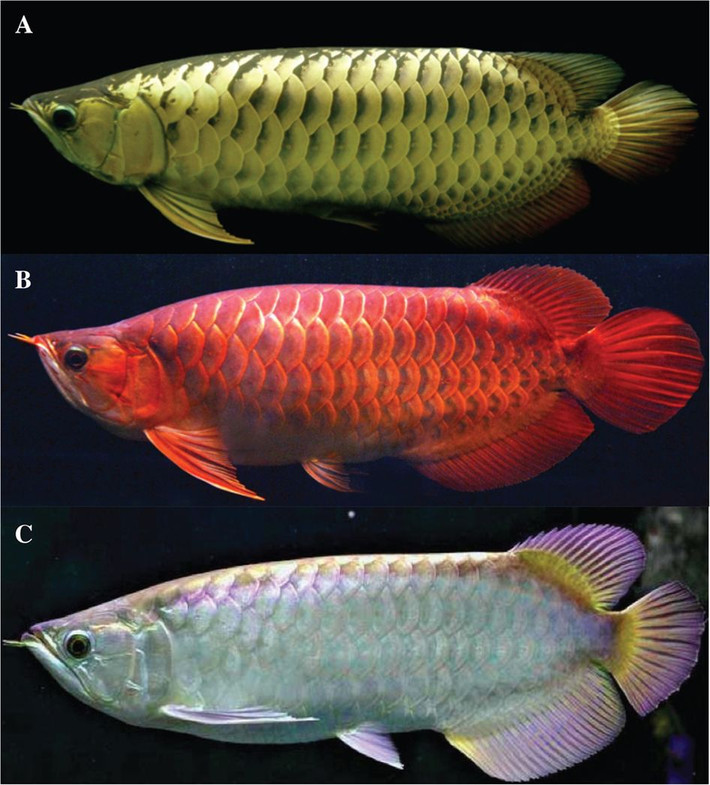 Cá rồng châu Á được lai tạo ở Đông Nam Á và có thể dài khoảng 90cm. Ảnh: springernature.