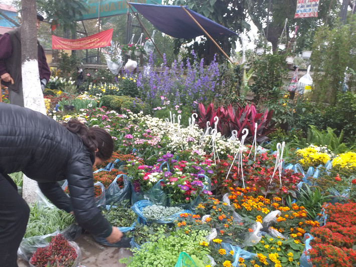 Một chủ quầy hoa nhận định: "Năm nay thời tiết xấu nên hoa không tốt như mấy năm trước. Nhiều nhà trồng hoa bị lỗ nhưng vẫn không dám tăng giá".