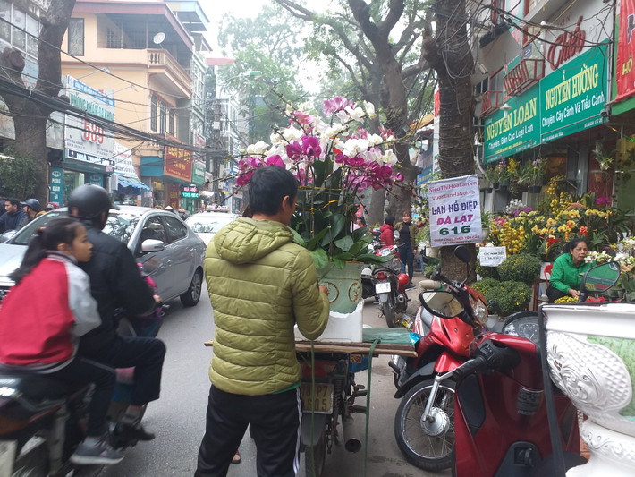 Lan hồ điệp cũng được nhiều người chuộng mua bởi giá cả không quá đắt. Một chậu hoa 7 cành sẽ có giá trên dưới 2 triệu đồng.