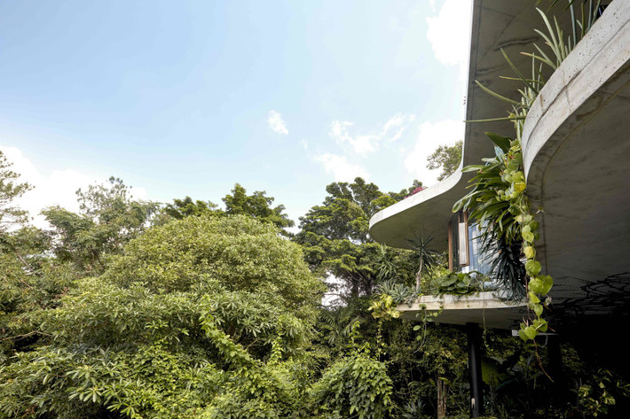 Planchonella House có diện tích gần 800m2 và được bao phủ xung quanh bởi một màu xanh mướt của cây cối.