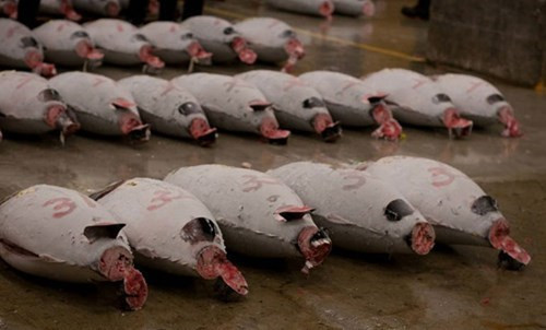 Khi được chuyển đến chợ Tsukiji, những con cá ngừ vây xanh sẽ bị cắt đuôi, phanh bụng. Trọng lượng và nguồn gốc của từng con sẽ được viết ngay trên thân bằng mực đỏ. Ảnh: Flickr.