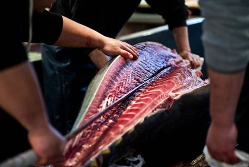 Rời chợ Tsukiji, cá được vận chuyển bằng xe tới các nhà hàng ngay trong ngày, để chế biến món kuromaguro (sushi làm từ cá ngừ vây xanh) truyền thống. Người ta thường dùng một con dao có lưỡi dài và mảnh để cắt đôi con cá, sau khi đã rửa sạch lớp băng dính phía ngoài. Nếu mua số lượng lớn, khách hàng có thể sử dụng dịch vụ cắt cá bằng máy ngay tại chợ. Ảnh: Flickr.