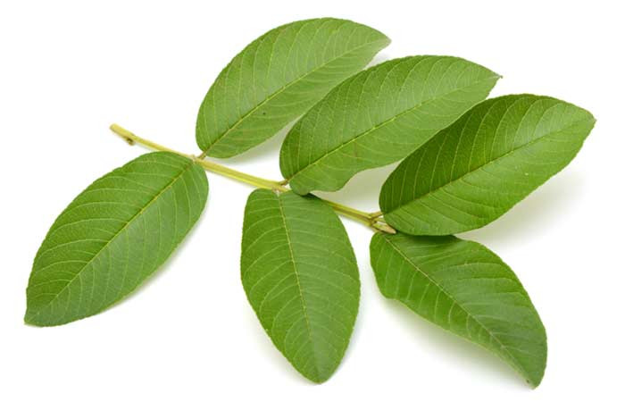 Lá ổi. Chứa nhiều tannin, oxalic, photpho vì thế nó không chỉ làm trắng răng mà còn khử mùi hôi hiệu quả. Bạn có thể dùng 8-10 buos ổi non rửa sạch và vò nát, đun cùng 300ml nước sôi và dùng nước này súc miệng mỗi ngày 3 lần. Chỉ 1 tuần thực hiện bài thuốc này hôi miệng sẽ biến mất. Ảnh: Stylecraze.
