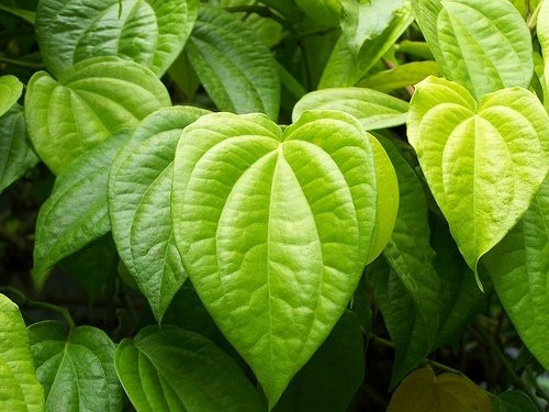 Lá trầu không không những được sử dụng để làm thuốc giảm đau, chữa táo bón, chữa ho mà còn có tác dụng tẩy lông nách hiệu quả. (Nguồn Alicdn)