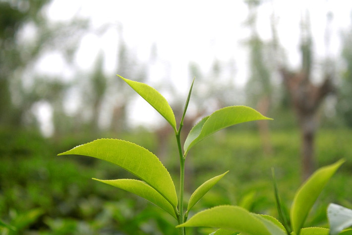 Lá chè xanh không những làm đẹp da mà còn rất hiệu quả trong việc điều trị chứng ra mồ hôi ở tay. (Nguồn Pixabay)