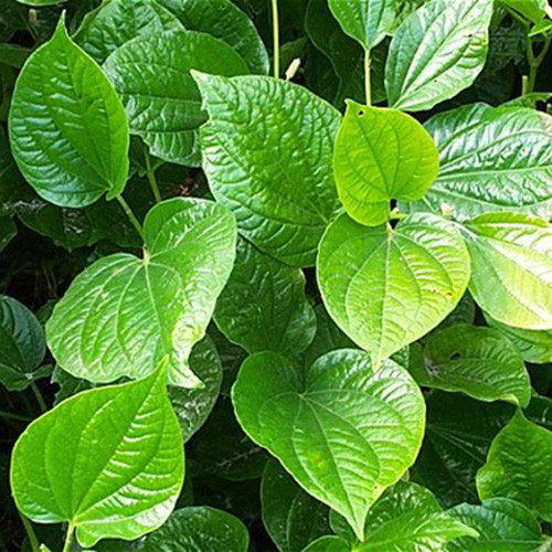 Bạn cũng có thể đun lá lốt để ngâm tay. Thực hiện cách này hàng ngày sẽ thấy bàn tay không còn ra mồ hôi nữa. (Nguồn Neemtreefarms)