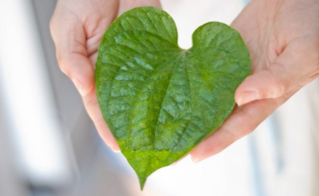 Bạn có thể sử dụng lá lốt để chữa chứng đổ mồ hôi tay rất hiệu quả. Có nhiều cách để thực hiện, đơn giản hơn cả vẫn là chế biến lá lốt thành những món ăn vừa ngon miệng vừa mang lại tác dụng trị bệnh. (Nguồn Nexusnewsfeed)