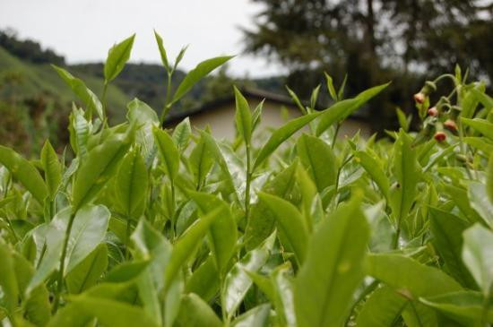 Bạn có thể đun lá chè xanh lên lấy nước ngâm tay, đồng thời sắc lấy nước uống hàng ngày để hỗ trợ điều trị chứng đổ mồ hôi tay từ bên trong. (Nguồn Tripadvisor)