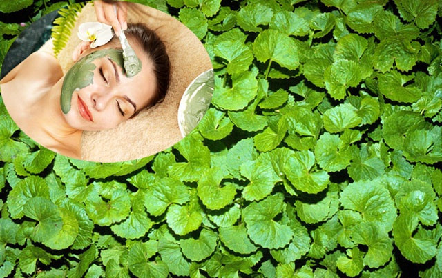 Rau má. Rau má chứa nhiều vitamin và khoáng chất có tác dụng thanh nhiệt và giải độc, cân bằng các hormone chống nám. Dùng nắm diếp cá tươi giã nhuyễn và đắp lên vùng da có nám. Chỉ vài liệu trình các vết nám sẽ mờ rất nhanh Ảnh: Vietq.