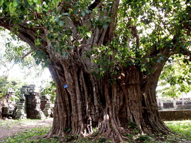 Gỗ bồ đề được sử dụng nhiều trong ngành công nghiệp giấy. Ngoài ra, trong gỗ bồ đề có nhựa thơm gọi là cánh kiến trắng. Đây là nguyên liệu được dùng trong y học và chế biến hương trong công nghệ nước hoa. (Nguồn Blogspot)