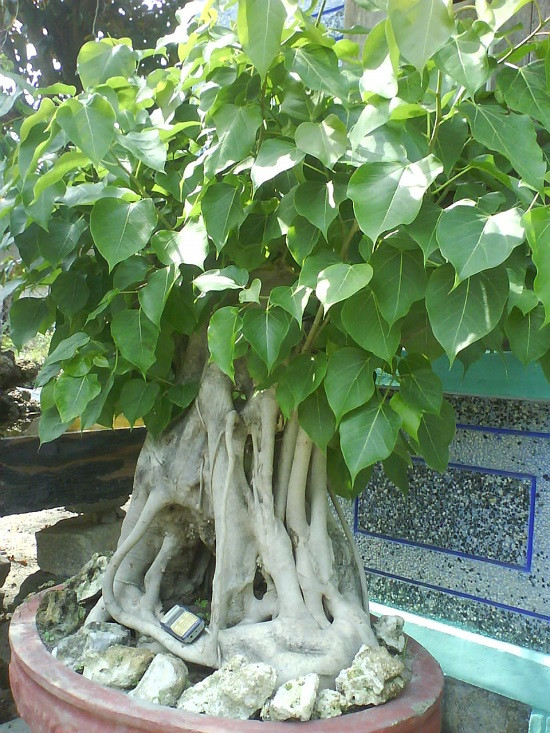 Cây bồ đề còn có tên gọi khác là cây đề, cây giác ngộ. Đây là loài cây có ý nghĩa thiêng liêng trong Phật giáo, Ấn Độ giáo và Kì-na giáo. (Nguồn Blogcaycanh)