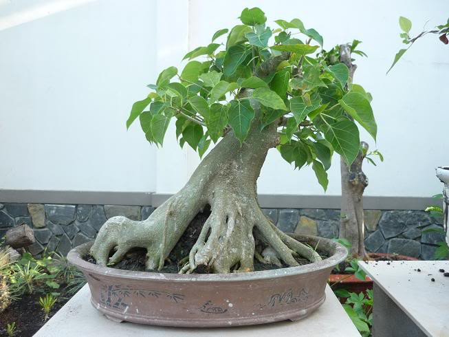 Bồ đề thường được trồng làm cảnh và cho bóng mát. Loại cây này ưa sáng, dễ nhân giống từ hạt và giâm cành, dễ uốn tỉa. Cây có khả năng thích nghi rộng, phát triển tốt trong điều kiện bình thường. (Nguồn Blogcaycanh)