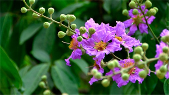 Bằng lăng là cây ưa sáng, phát triển khỏe, ít bị sâu bệnh. Cách trồng và chăm sóc cũng đơn giản: chủ yếu được trồng bằng hạt, ươm gieo giống như các loại cây khác.