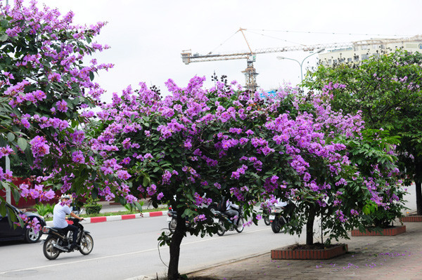 Cây bằng lăng là cây thân gỗ, lá màu xanh lục hình oval hoặc elip, hoa màu tím, quả lúc tươi màu tím nhạt pha xanh lục. Đây cũng là loài cây có tuổi thọ tương đối cao nên được nhiều nơi lựa chọn trồng làm cảnh.