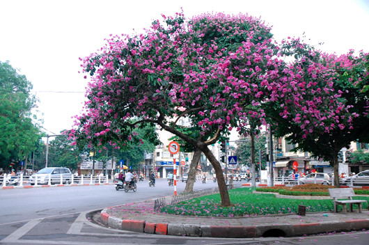 Ngoài chữa tiểu đường, lá bằng lăng còn có tác dụng chữa béo phì, bệnh gout và bệnh về đường tiết niệu.