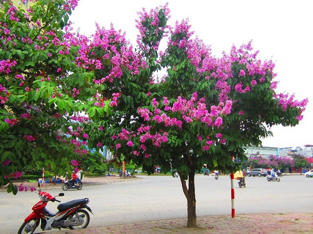 Hoa bằng lăng thường nở vào mùa hè với sắc tím đặc trưng, biểu tượng cho tình yêu chung thủy, ngây thơ. Ngoài màu tím, hoa bằng lăng còn có các màu khác như hồng, trắng, đỏ, lợt trắng.