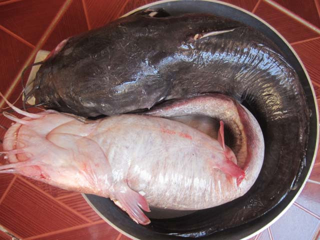 Cá ngát thuộc họ cá trê, có lẽ vì vậy mà loài cá này cũng có hình dạng giống cá trê, cụ thể là cá trê trắng, đuôi dẹp, da trơn, sống chủ yếu ở vùng nước lợ. (Nguồn 2monngonmoingay)