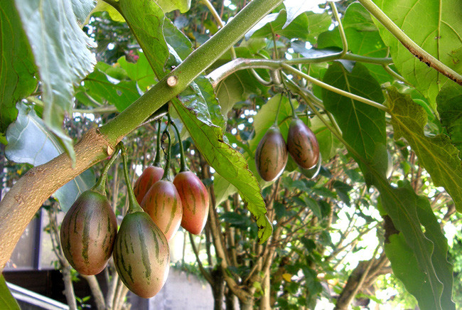 Cà chua thân gỗ Tamarillo chứa nhiều chất dinh dưỡng như vitamin A, C, E, vitamin B tổng hợp, protein, chất béo, canxi, kali và natri, một số khoáng chất như phốt pho, mangan, magiê, đồng, kẽm và sắt. (Nguồn Afamily)