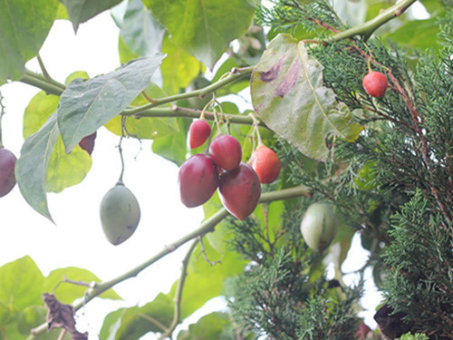 Cà chua thân gỗ Tamarillo có thể ăn tươi trực tiếp, làm salad, ép nước uống hoặc xào nấu các món như bình thường. (Nguồn Hatgiongf1)