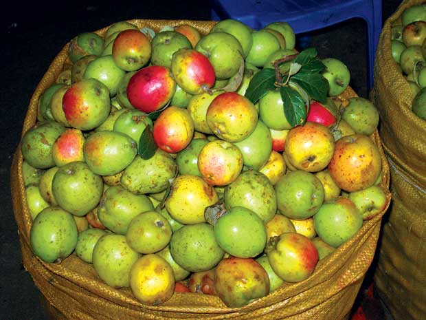 Ngoài việc được sử dụng như một loại hoa quả, táo mèo còn có thể được chế biến bằng nhiều cách thức khác nhau như táo mèo ngâm rượu, dấm táo mèo, siro táo mèo, ô mai táo mèo,...(Nguồn Tuvankhoe)