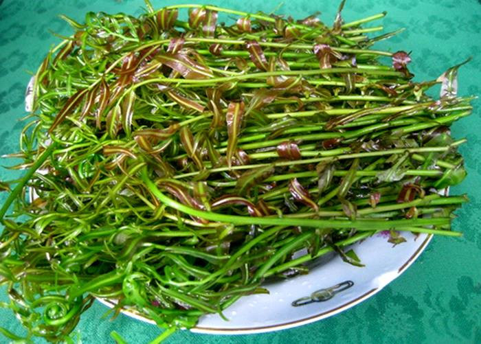Rau đọt choại cũng là loại rau tốt cho sức khỏe vì đây là nguồn cung cấp chất sắt dồi dào. Ngoài ra, nó còn giúp trị một số bệnh về da và duy trì tuổi thanh xuân. (Nguồn Blogspot)