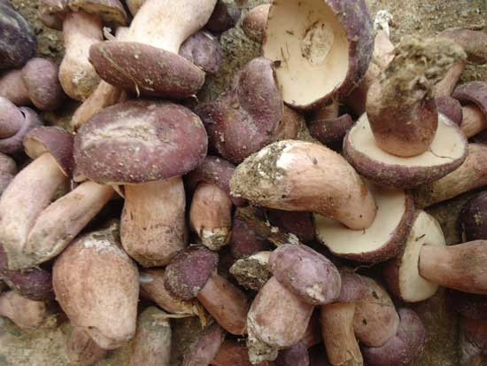 Nấm tràm có hai loại là loại nấm tai nhỏ mọc từ cây tràm nước và loại nấm tai lớn mọc từ cây tràm bông vàng, trong đó loại nấm tai nhỏ có hương vị thơm ngon hơn. (Nguồn Dulichdaiviet)