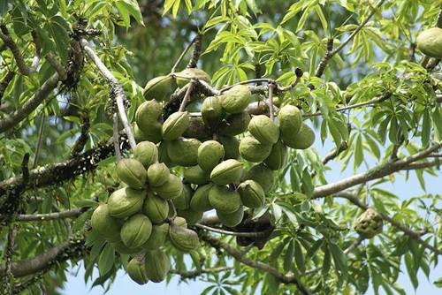 Vì vậy, mủ trôm được sử dụng làm thức uống giải khát có tác dụng giải độc và tránh táo bón. (Nguồn Kyluc)