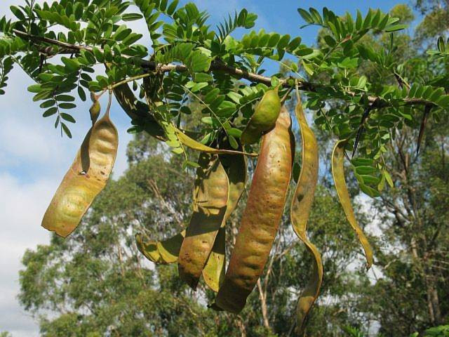 Bồ kết còn gọi là bồ kếp, chùm kết, tạo giác, tạo giáp, trư nha tạo giác. Đây là loại cây lâu năm, thân có gai. Cây bồ kết có hai loại là bồ kết tây và bồ kết ba gai. (Nguồn Phunutoday)
