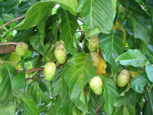Rễ, quả, lá và vỏ cây là những bộ phận thường được dùng làm thuốc. Cây cho thu hái quanh năm. (Nguồn Worldssl)