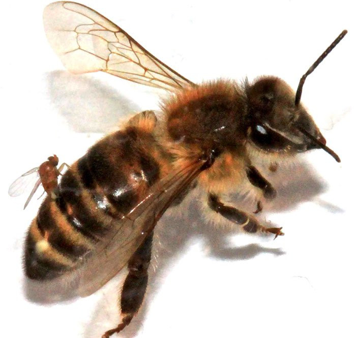 Ong thây ma thực ra là những con ong bị nhiễm loài ruồi ký sinh Apocephalus borealis. (Nguồn Univ. State San Francisco)
