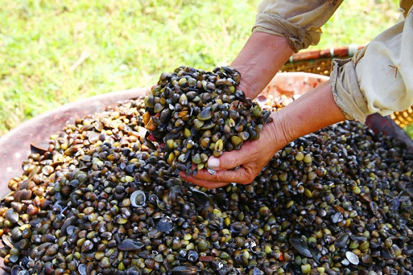 Sau khi ăn hến không nên ăn hoa quả vì dễ bị đau bụng. Ngoài ra, không nên ăn hến và uống bia cùng lúc, bởi sẽ làm tăng tốc hình thành axit uric dư thừa dẫn tới mắc chứng gút, viêm khớp xương. (Nguồn Lukhach24h)