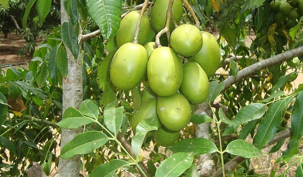 Quả cóc có nhiều ở các tỉnh đồng bằng sông Cửu Long của nước ta. Bên cạnh việc sử dụng quả cóc, người dân còn lấy lá cóc để nấu canh chua.(Nguồn Nuoitrong123)