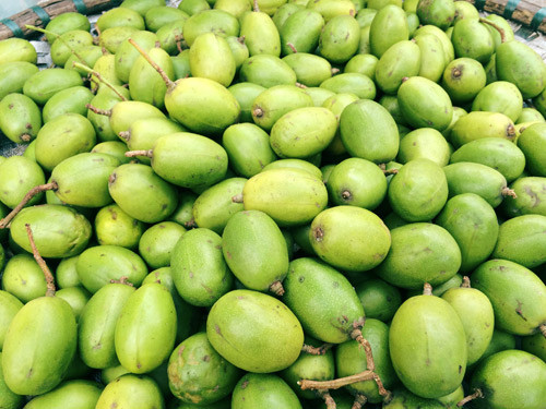 Cây cóc phát triển rất nhanh, lại ít sâu bệnh, hoa nhỏ màu trắng, mép lá có răng cửa. Quả cóc có vị chua, hình trứng hay hình bầu dụ, mọc thành chùm từ 2-12 quả. (Nguồn 24h)