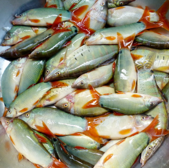Khi vào mùa nước nổi, người dân thường đánh bắt cá heo nước ngọt bằng cách đặt dớn, đặt lợp, giăng lưới... (Nguồn Tuoitre)