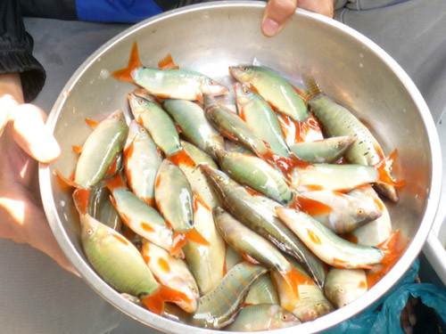 Cá heo nước ngọt có thân hơi xanh bóng, dài khoảng 10cm, đầu có hai ngạnh véo cong rất nhọn, đuôi màu cam. (Nguồn Kieu)