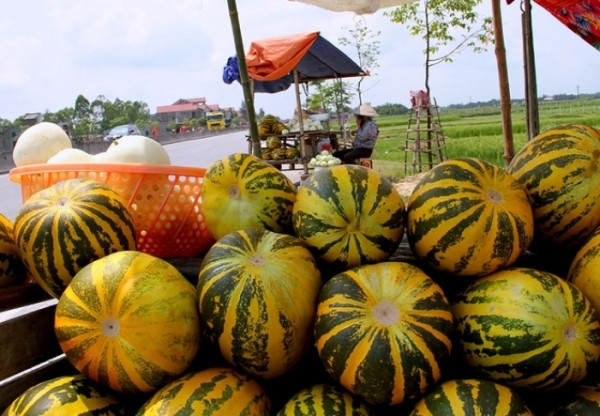 Dưa bở có thân phủ lông ngắn, mọc bò, hai mặt lá cũng có lông mềm, hoa màu vàng, quả có vỏ vàng sọc xanh, thịt dưa màu vàng ngà, gồm chất bột mịn, bở, mềm, mùi thơm. (Nguồn Depplus)
