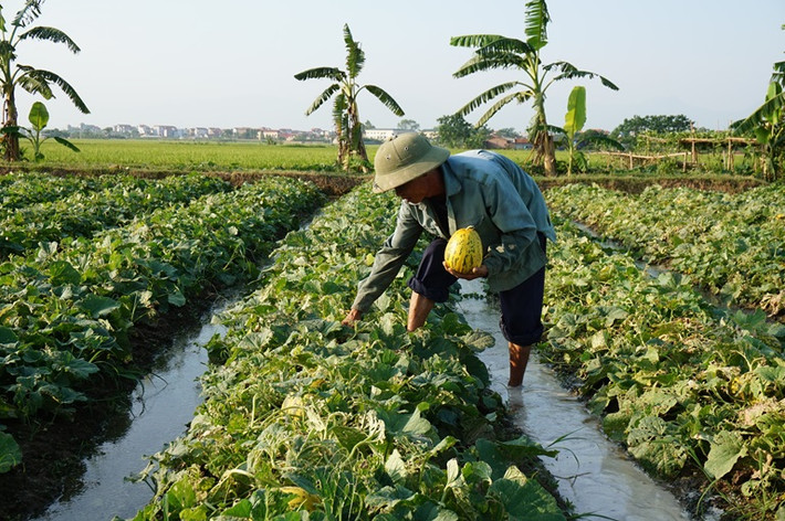 Dưa bở ngon là những quả bắt đầu rạn nứt một chút ở phần vỏ và trên vỏ có một lớp lông mỏng, có mùi thơm dễ chịu. Người tiêu dùng không nên chọn những quả có vết rạn quá nhiều bởi đây có thể là môi trường thuận lợi cho các loại ruồi, muỗi hoạt động. (Nguồn Baovinhphuc)