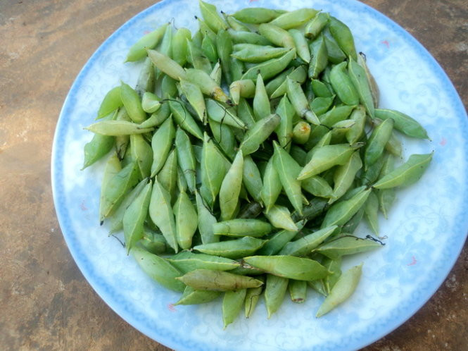 Nhộng sâu muồng là do những con sâu già lột xác hóa thành. Nhộng có hình thoi, nhỏ hơn đầu đũa một chút, màu xanh như cốm non. (Nguồn Tuoitre)