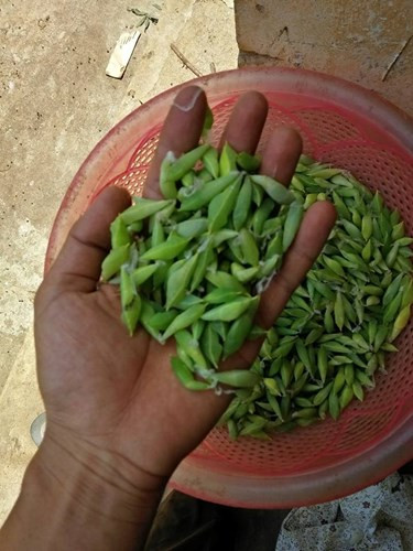 Sâu muồng chỉ ăn lá cây nên rất sạch và lành. Sâu muồng có giá 50-70 nghìn đồng/kg nhưng về tới Hà Nội, giá có thể lên đến 170 nghìn đồng/kg. (Nguồn Nghetinhplus)