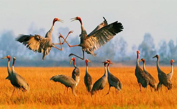 Sếu đầu đỏ là loài động vật chung thủy. Một khi đã kết đôi, chúng sẽ ở với nhau trọn đời. Thậm chí, khi con mái chết đi, con sếu đầu đỏ đực sẽ thủy chung, thậm chí còn "tuyệt thực" để đi theo con mái. (Nguồn Zing)
