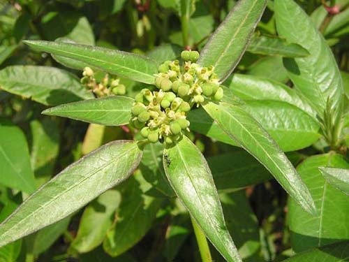 Cây cỏ sữa có thể được thu hái quanh năm, có thể dùng tươi hoặc phơi khô để dùng dần. (Nguồn Tuoitre)