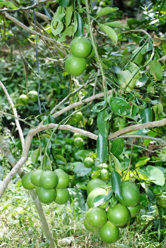 Chanh giấy chứa hàm lượng vitamin C dồi dào, nhiều vi lượng sinh tố A, B1, B2, đường, canxi và kẽm. (Nguồn Photobucket)