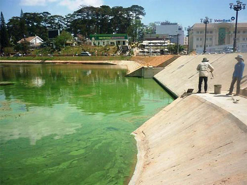 Nếu xuất hiện trong ao nuôi tôm, tảo lam còn có thể tiết chất độc gây bệnh gan tụy, phân trắng, tiết mùi hôi làm tôm nuôi có mùi lạ.