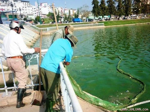 Tảo lam di chuyển chủ yếu bằng cách trượt trên bề mặt. Đây là loại tảo độc hại với ngành thủy sản vì một số loài tiết ra chất độc trong khi một số loài lại gây hiện tượng nở hoa trong nước.