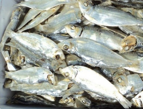 Cá trích Baltic lên men chua (thường gọi là cá trích thối) là một món ăn truyền thống ở miền bắc Thụy Điển. Người Thụy Điển ăn cá trích thối với bánh mì cứng mỏng, khoai tây luộc, hành, cà chua, bơ và sốt. (Nguồn Timeoutvietnam)