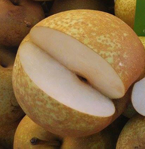 Mắc cọp là cây thuộc họ lê, có hoa màu trắng, quả mọc thành từng chùm, chín rộ vào tháng 8, 9 hàng năm. (Nguồn Webbnc)