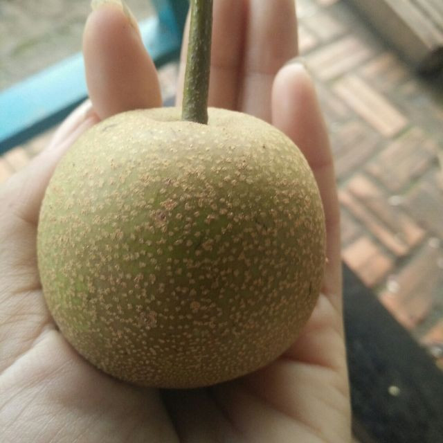 Cây mắc cọp sinh trưởng sinh trưởng và phát triển rất khỏe, cây không bao giờ bị mất mùa và cho năng suất cao. (Nguồn Lozi)
