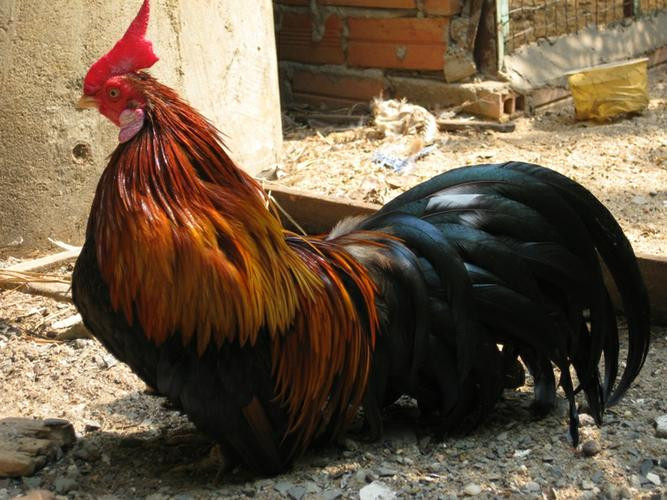 Gà tre có bộ lông đẹp và vẻ ngoài nhỏ nhắn nên thường được nuôi làm cảnh. Gà tre được lựa chọn làm cảnh thường là gà trống và phải hội tụ những đặc điểm như đầu nhỏ, mặt nhỏ và tinh nhanh; bờm cổ phải dày và kín, có độ phùng phình suôn mượt. (Nguồn Lamcanh)
