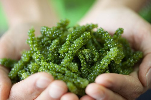 Từ lâu, rong biển đã gắn liền với lịch sử của nước Nhật. Người Nhật sử dụng chủ yếu ba loại rong biển là rong dang sợi, rong dạng miếng dẹt và rong biển dạng khối thạch trong suốt. (Nguồn Congdungcuarongbien)