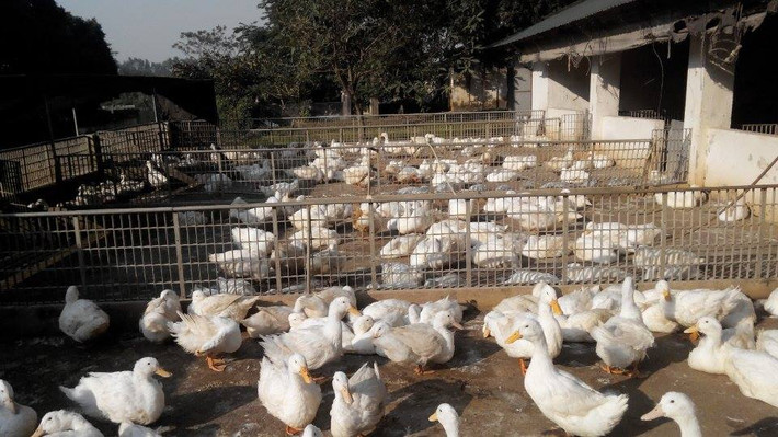 Cà sáy là giống lai giữa vịt với ngan hoặc giữa ngan với vịt. Do được lai tạo từ hai loại gia cầm là ngan và vịt nên con cà sáy thừa hưởng những ưu điểm lớn nhất của cả hai loài ấy. (Nguồn Trongrausanthuong)